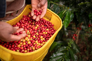 What is Regenerative Coffee? Farming for Cleaner, Better Coffee Production