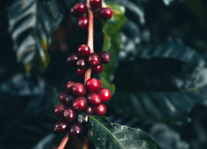 Is Organic Coffee Really Better for You?