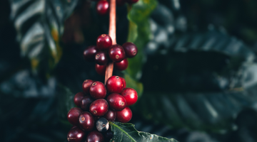 Is Organic Coffee Really Better for You?