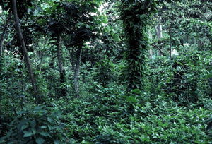 What is Shade Grown Coffee and Why Does it Matter?