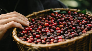 Coffee and Climate Change β Is Coffee Going to Be Extinct?