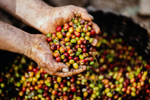 Multicolored coffee cherries in farmers hands.