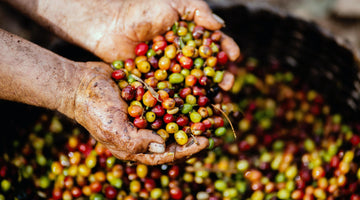 Multicolored coffee cherries in farmers hands. 