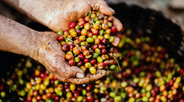 Multicolored coffee cherries in farmers hands.