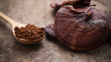 Reishi mushroom with a spoon of brown powder.