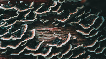 What are Functional Mushrooms?