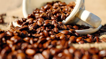 Why are some coffee beans oily?