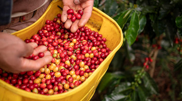 What is Regenerative Coffee? Farming for Cleaner, Better Coffee Production