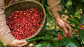 What is sustainable coffee?