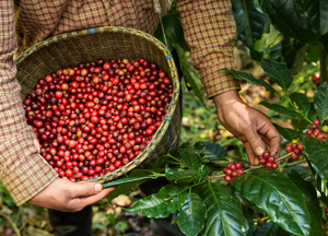What is sustainable coffee?