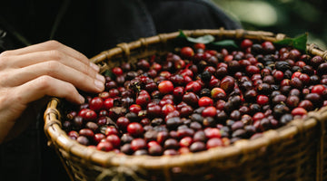 Coffee and Climate Change – Is Coffee Going to Be Extinct?