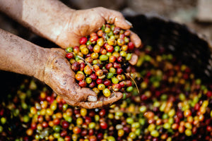 Multicolored coffee cherries in farmers hands. 
