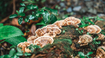 Adaptogenic mushrooms growing in the wild.